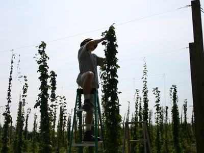 Person on ladder tending tall trellised hop plants in a field
