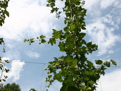 Tall hop vines climbing vertical trellis wires against a partly cloudy sky