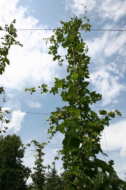 Tall hop vines climbing vertical trellis wires against a partly cloudy sky