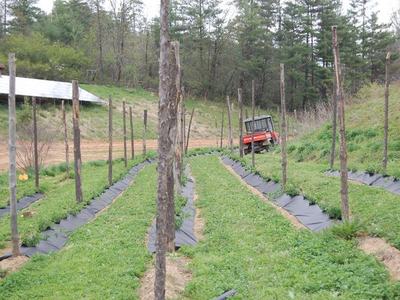 Planted rows with wooden support poles and orange utility vehicle at field edge