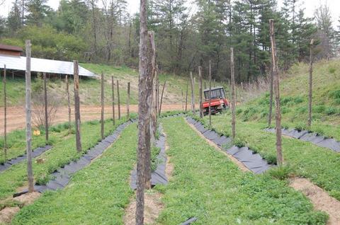 Planted rows with wooden support poles and orange utility vehicle at field edge