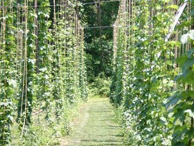 Grass aisle flanked by tall trellised poles covered in climbing vines