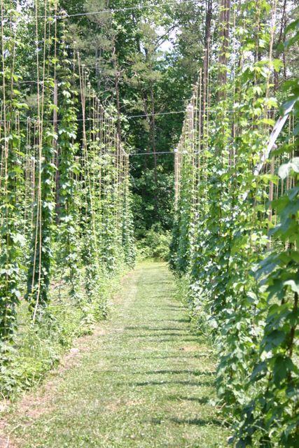 Grass aisle flanked by tall trellised poles covered in climbing vines