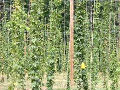 Vertical hop vines climbing twine trellis between wooden support posts