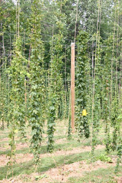 Vertical hop vines climbing twine trellis between wooden support posts