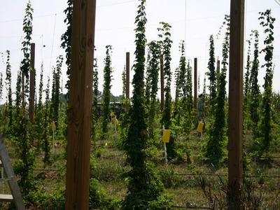 Rows of hop bines trained on tall poles, yellow insect traps visible, ladder at left