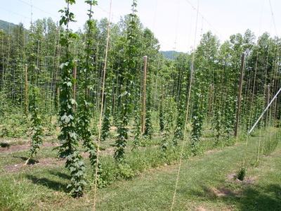 Rows of hop vines climbing strings on wooden poles in a field with trees