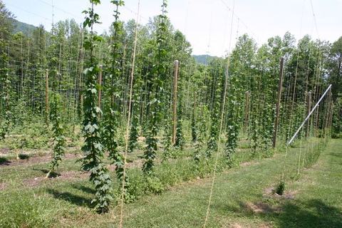 Rows of hop vines climbing strings on wooden poles in a field with trees