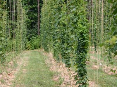 Rows of hop bines climbing vertical twine trellises in a grassy field
