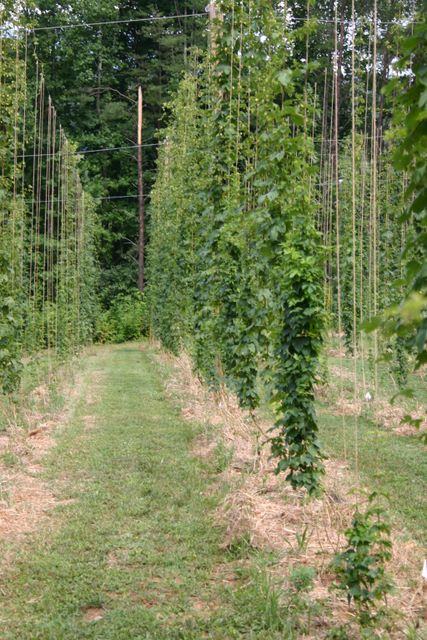 Rows of hop bines climbing vertical twine trellises in a grassy field