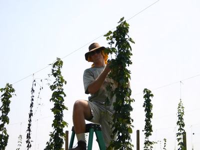 Person on ladder tending tall hop vines attached to trellis wires