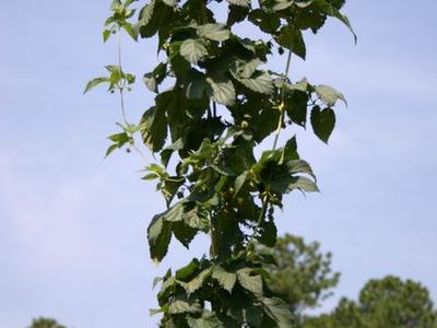 Tall green climbing vine twining up a support wire against a blue sky