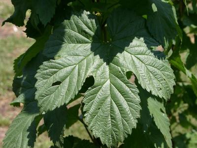 Large lobed green leaf with distinct veins on a sunlit plant stem