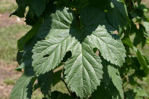 Large lobed green leaf with distinct veins on a sunlit plant stem