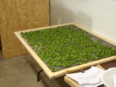 Wood-framed drying screen covered with green hop cones on work table