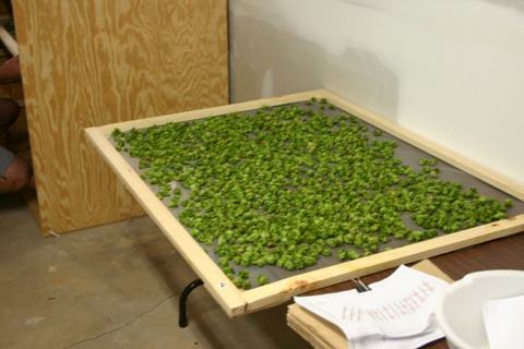 Wood-framed drying screen covered with green hop cones on work table