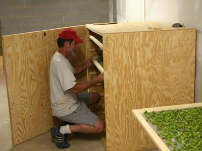 Man kneeling installing a plywood shelving unit with trays holding green herbs