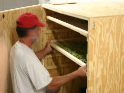 Worker inserting a tray of green plants into a multi-shelf wooden cabinet