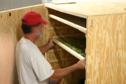 Worker inserting a tray of green plants into a multi-shelf wooden cabinet
