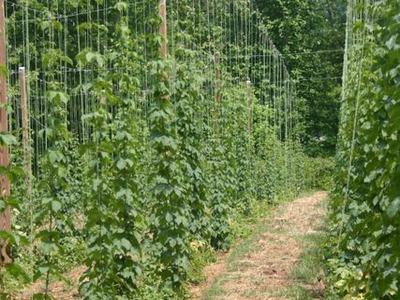 Rows of tall hop vines climbing vertical trellises along a grassy path