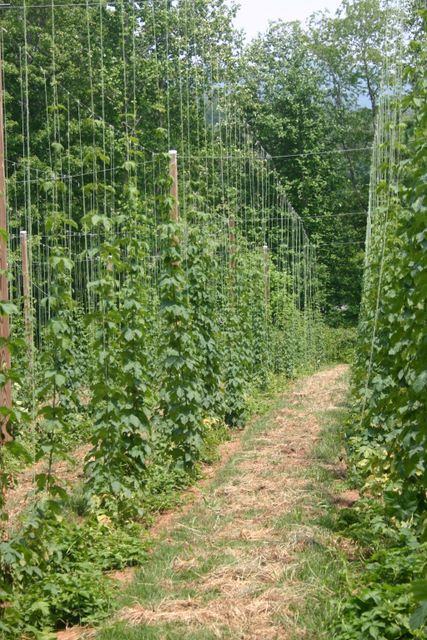Rows of tall hop vines climbing vertical trellises along a grassy path