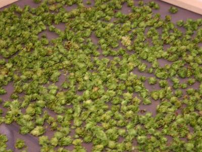Green hop cones spread evenly across a drying mesh tray