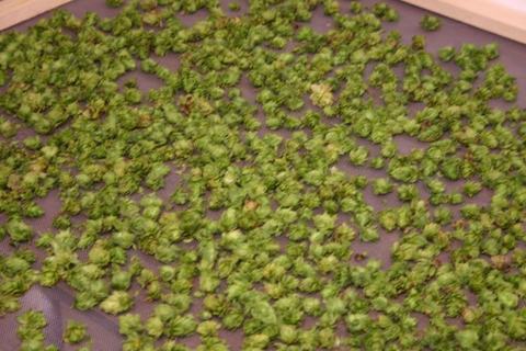 Green hop cones spread evenly across a drying mesh tray