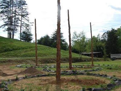 Five stripped tree trunks standing upright in circular planting beds lined with black fabric.