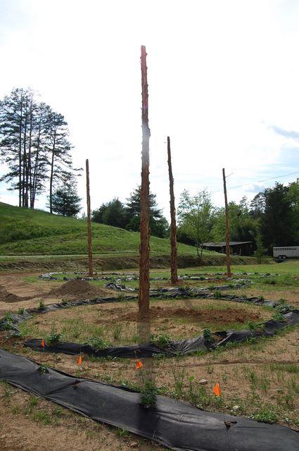 Five stripped tree trunks standing upright in circular planting beds lined with black fabric.