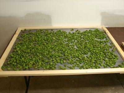 Wooden-framed screen on table covered with small green plant buds spread for drying