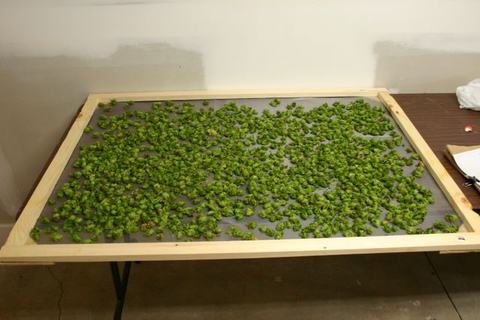 Wooden-framed screen on table covered with small green plant buds spread for drying
