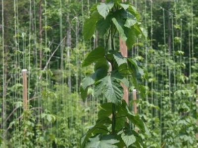 Hop vine climbing twine on a wooden pole in a hop field