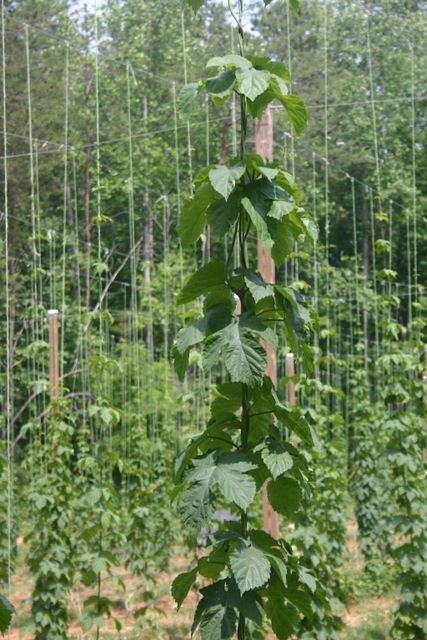 Hop vine climbing twine on a wooden pole in a hop field