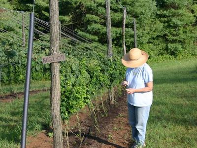 Person in straw hat inspecting vine rows by sign reading "NUG2-09"
