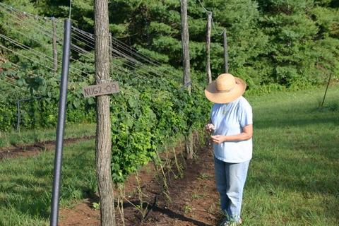 Person in straw hat inspecting vine rows by sign reading "NUG2-09"