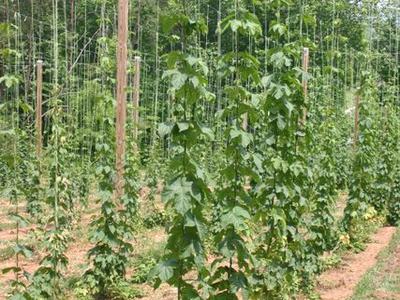 Rows of climbing hop vines trained on vertical strings attached to wooden poles