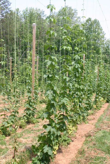 Rows of climbing hop vines trained on vertical strings attached to wooden poles