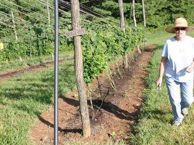 Rows of trellised grapevines with a wooden post labeled "NUGZ-09" and a person walking.