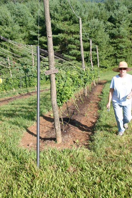 Rows of trellised grapevines with a wooden post labeled "NUGZ-09" and a person walking.