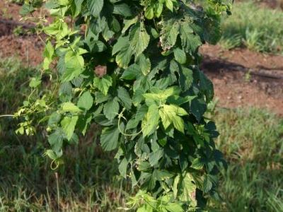 Hop vine with dense green leaves climbing and hanging from trellis wire