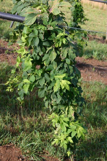 Hop vine with dense green leaves climbing and hanging from trellis wire