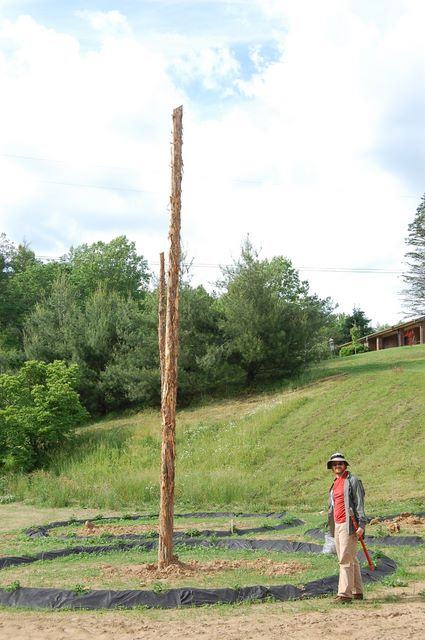 Tall stripped tree trunk in grassy field with person holding a shovel nearby