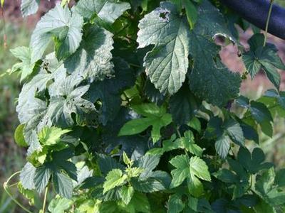 Green climbing hop vine leaves twining around a dark metal pole