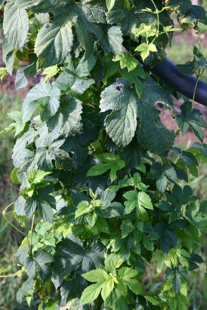 Green climbing hop vine leaves twining around a dark metal pole