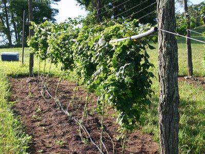 Rows of vine plants trained on trellis wires between posts in a grassy field