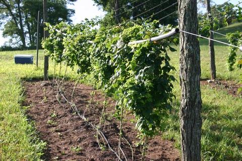 Rows of vine plants trained on trellis wires between posts in a grassy field