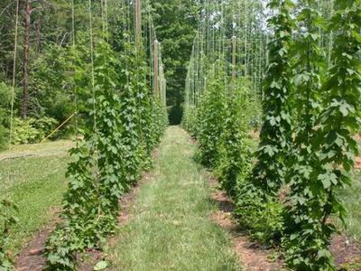 Rows of hop vines climbing vertical strings in a sunlit field between trees