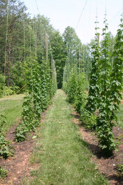 Rows of hop vines climbing vertical strings in a sunlit field between trees