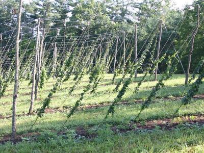 Rows of hop vines trained on angled trellis poles and wires in a grassy field