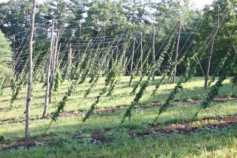 Rows of hop vines trained on angled trellis poles and wires in a grassy field